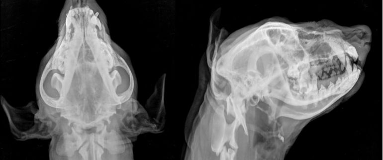 Veterinary X Ray Testing Services At Home