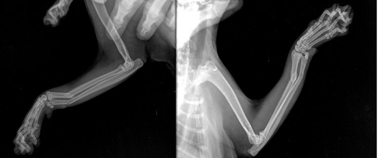 Veterinary X-ray Diagnostic